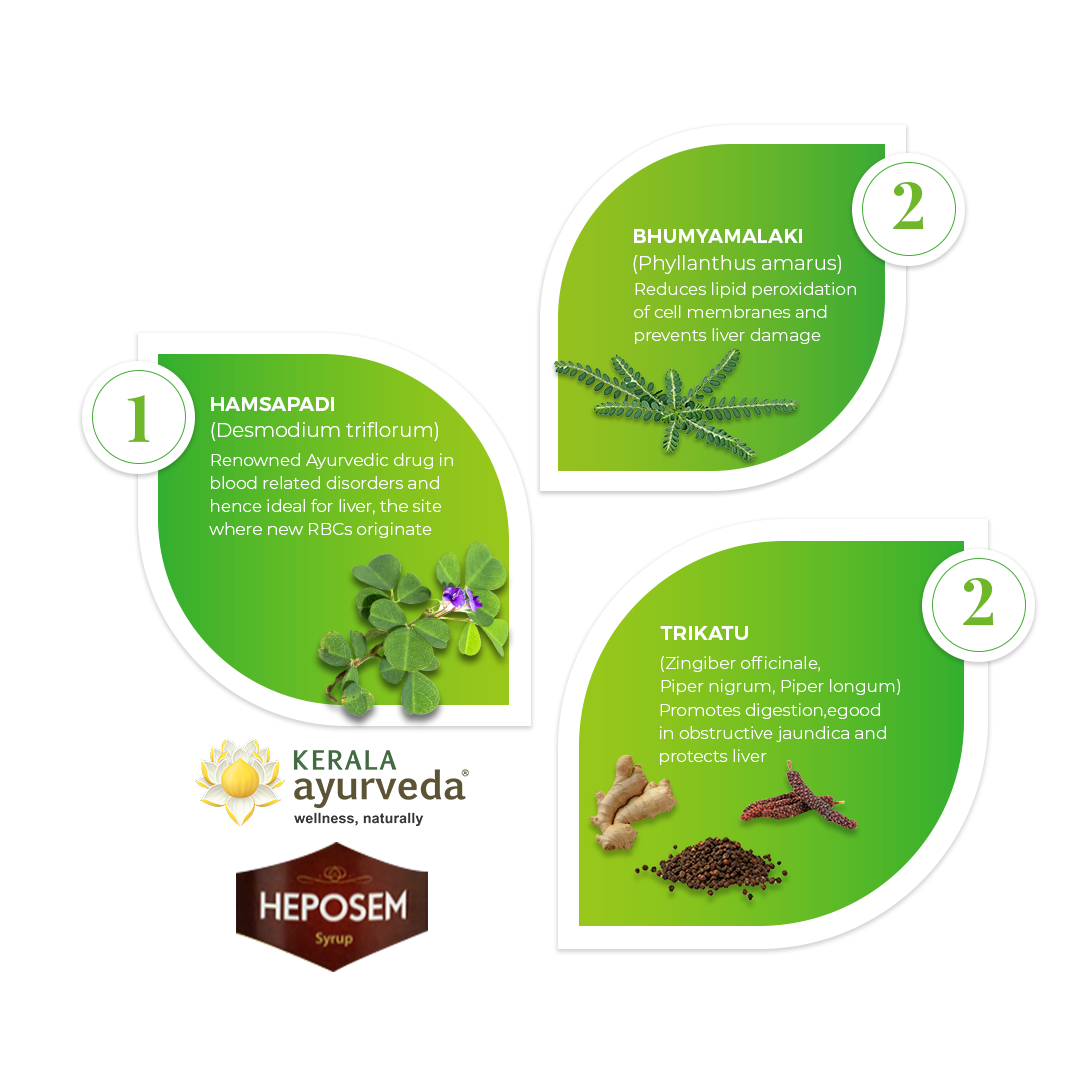 Banner illustrating key ingredients of Heposem Syrup: Hamsapadi, Bhumyamalaki, and Trikatu, detailing their benefits for blood-related disorders, liver protection, and digestion. – Kerala Ayurveda India