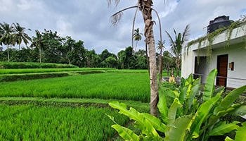 Scenery - Kerala Ayurveda