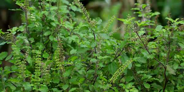 Benefits of Tulsi leaves for Sore Throat
