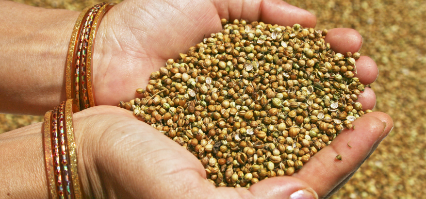 Coriander Seeds - foods that lower cholesterol