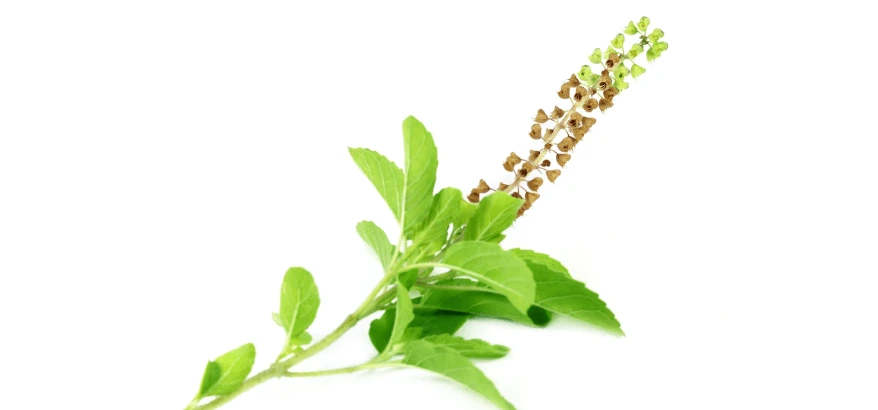 Benefits of Holy Basil during Past natal
