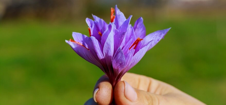 saffron benefits for male