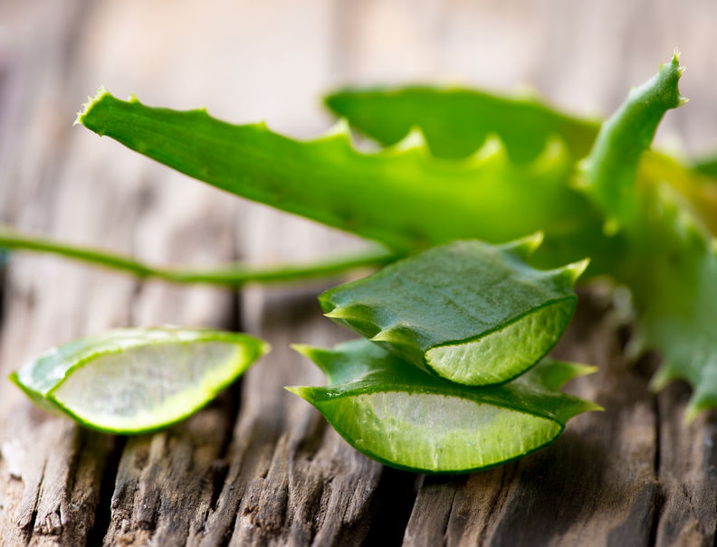 सबसे अधिक उपयोग की जाने वाली आयुर्वेदिक जड़ी बूटियां और उनके लाभ कौन से हैं? | most used Ayurvedic Herbs and their benefits