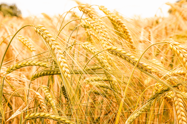 Ayurvedic uses and benefits of barley