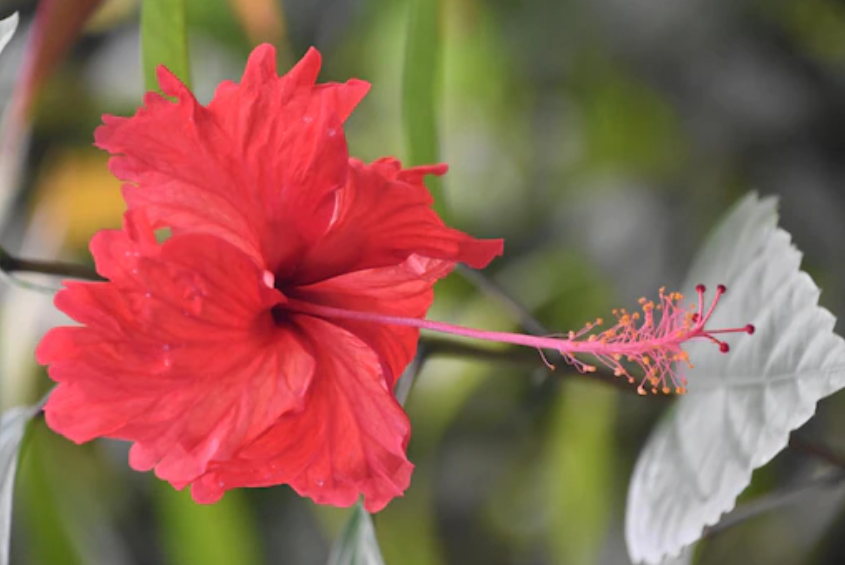 Hibiscus for Hair: Benefits, Uses & More!